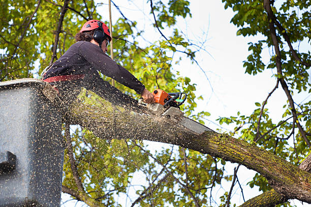 Leaf Removal in Westport, WA